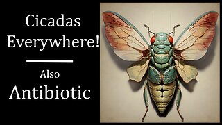 Cicadas Everywhere! Also Antibiotic