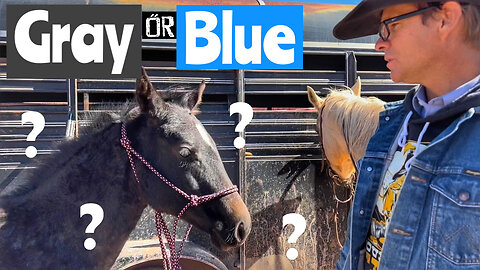 GRAY OR BLUE- HOW TO TELL | RETURN CUSTOMERS | KATHY