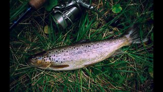 TROUT fishes closeup video