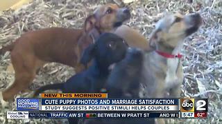Looking at puppy photos can help your marriage