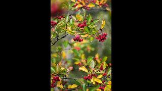 Hawthorne (Crataegus oxycantha).