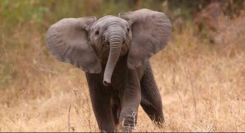 Elephant video...🐘