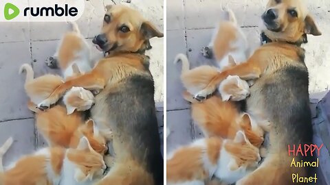 Cute Cat And Dog | Maternal Instincts Such a Good Puppo🐶😻