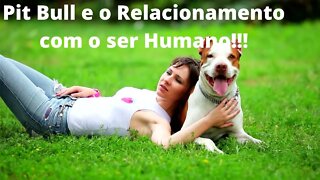 Pit Bull e o Relacionamento Com o Ser Humano!!!