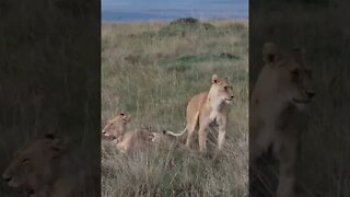 Maasai Mara Sightings Today 24/01/22 (Lions, Cheetah, Leopard, etc) | Zebra Plains | #shorts