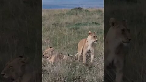 Maasai Mara Sightings Today 24/01/22 (Lions, Cheetah, Leopard, etc) | Zebra Plains | #shorts