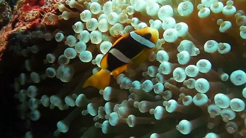 Clownfish Under deep sea 4K relaxing Status #fish #youtube