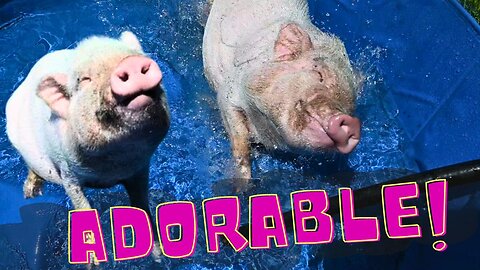 Miniature Piglet Get's Her Own Pool! ADORABLE!