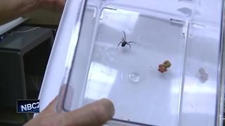 Second northern black widow spider found in Brown County