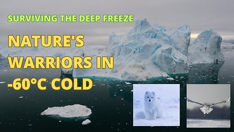 Animals Surviving in -60°C Winter Conditions