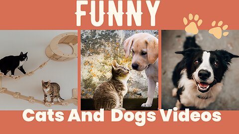 😂Best Funniest Cats and Dogs Videos😺🐶