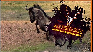 Bow Hunting Wildebeest