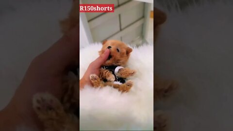 Cutest Dog Funny - pappy Funny Video |#r150shorts |#youtubeshorts |#ytshorts 😁😁😁😁😆😁😆😆