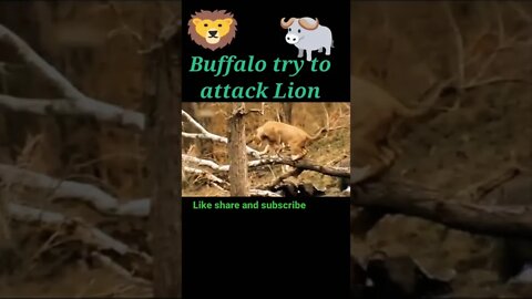 Buffalo try to attack lion 🦁#shorts #youtubeshorts