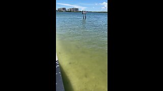 Livestream Clip - Lunch At Flippers On The Bay Lovers Key Resort Part 3