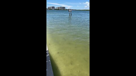 Livestream Clip - Lunch At Flippers On The Bay Lovers Key Resort Part 3