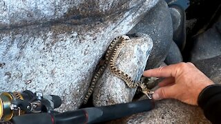 Catching Huge Trout - Saving a Baby Bull Snake - Fremont Canyon - Alcova Reservoir