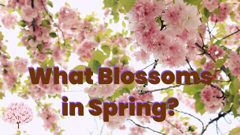 Read Aloud - What Blossoms in Spring?