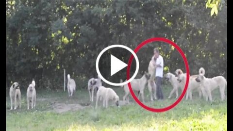 kangal and shepherd dogs