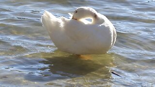 CatTV: white duck cleaning