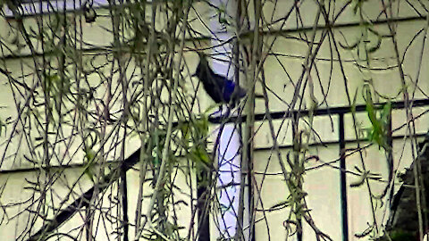 IECV NV #503 - 👀 Steller's Jay Up In The Tree 4-27-2018