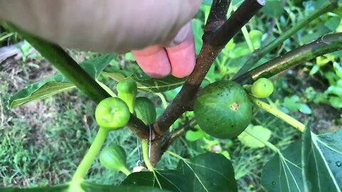 What Are Breba Figs? (Brooklyn White Example)