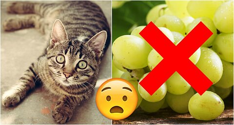 5 toxic foods your cat should never eat