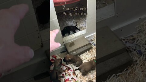 Potty training puppies. Start at three wks old. LonelyCreek puppies