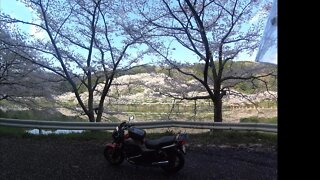 庭木ダムの桜花見Niwaki-damバイクツーリング2020 Cherry Blossom Motorcycle Ride, Takeo city.