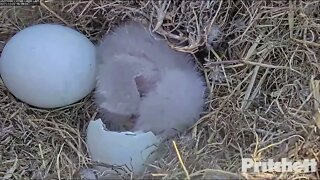 Congratulations! Harriet and M on the hatch of E19. E20 is hatching.12:43 pm12-27-21