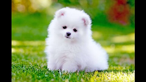 Cute puppy 🐕