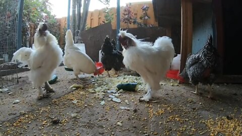 Backyard Chickens Eating Lettuce Relaxing Sounds Noises Peaceful Hens Clucking Roosters Crowing!