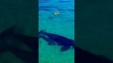 Beautiful Creation | Blue Whale With Baby | Nature Beauty | Under Water Animal Caught Enjoy.