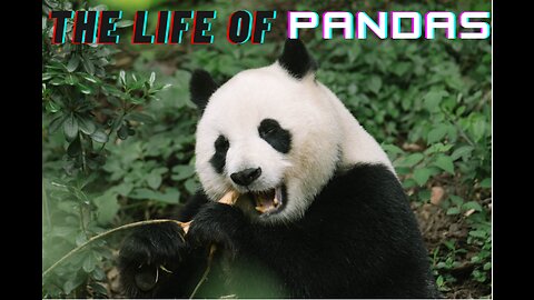 The Life of Pandas | Short Documentary | Beneath the Bamboo Veil