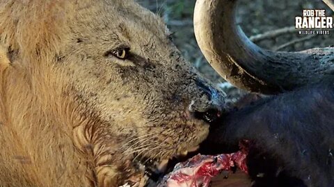 3 Big Lions Eat African Buffalo In South Africa