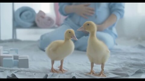 Close up of cute yellow ducklings looking at camera with blurred Caucasian pregnant woman stroking b