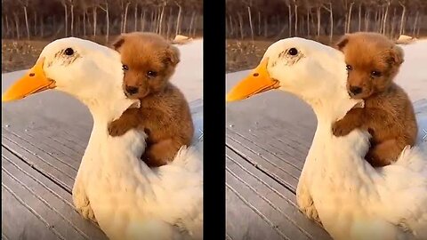 Cute puppy invites ducklings to play together!