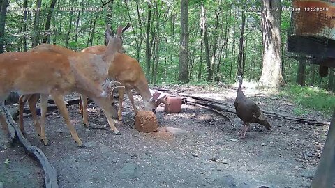 Bucks not in a sharing mood Wildlife Cam 2 7/19/21