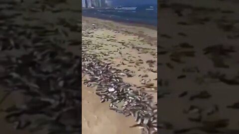 Aftermath of Chinese military drills 😳#shorts #crazyvideo #chinesemilitary #deadfish #military