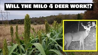 Illinois FARM VLOG MILO Update, fall plots & bucks on trail cams!