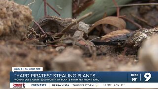 Several plants stolen from Tucson resident's front yard