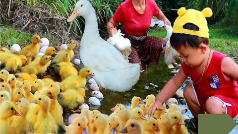 Women Bring monkey find food found ducks in forest cooking ducks for dog - Village Chef