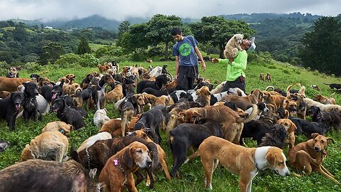 Territorio de Zaguates "Land of The Strays" Dog Rescue Ranch Sanctuary in Costa Rica