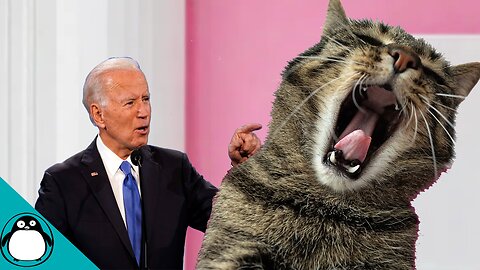 Biden Challenges A Cat To Push-Up Contest