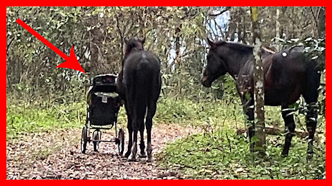 Watch: Horses consider taking perambulator (without baby) from couple but decide against it