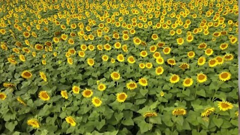 Sunflower Fields North Dakota Style