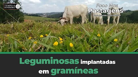 Leguminosas implantadas em gramíneas. Saiba mais em Foco nas Pastagens