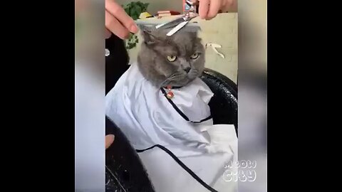 Cat Funny video