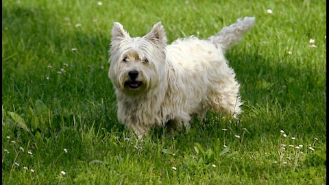 Aww Cute Dog 😍 Lovely Hairy Dog