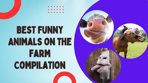 Laugh Out Loud : Top Hilarious Farm Animal Compilation You Can't Resist Watching